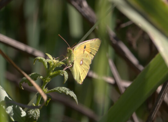 Fotografía tomada con un objetivo normal.